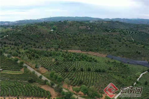 大渡崗茶好喝嗎 值得購買嗎 現在大渡崗的茶怎樣 大渡崗茶廠