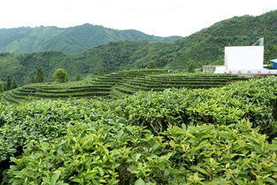 凌云白茶加工廠建成 年可產干茶100噸