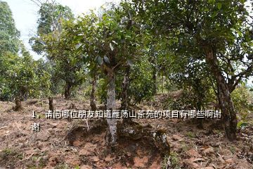 茶旅項目,請問哪位朋友知道雁蕩山茶苑的項目有哪些啊謝謝