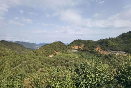 濱江攜手泰順共建的生態共富茶越來越富