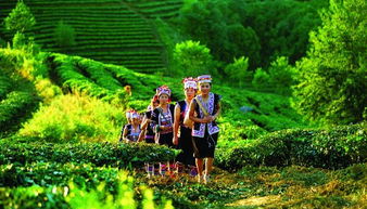 尊享全球最大的古老茶園內relais chateau 云南柏聯精品酒店