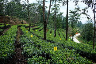 見(jiàn)過(guò)活的茶葉人工馴化史嗎 從3萬(wàn)棵古茶樹(shù)群落,到全國(guó)當(dāng)下最大的雨林認(rèn)證茶園