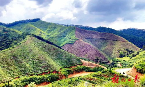 梧州 六堡茶氣候 富農(nóng)貸 成功放貸