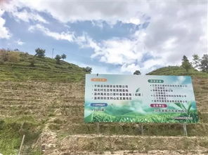 私田定制 激活山村茶園 宿遷溫商回鄉(xiāng)投資,通過土地流轉種植農產品