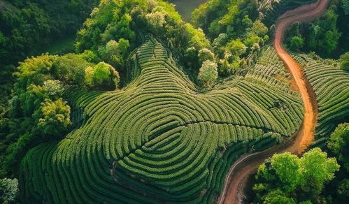 20條茶鄉(xiāng)旅游精品路線發(fā)布,給愛喝茶又愛旅游的你