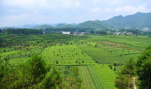 中歐地理標志協(xié)定正式生效 貴州15個產品被納入互認清單