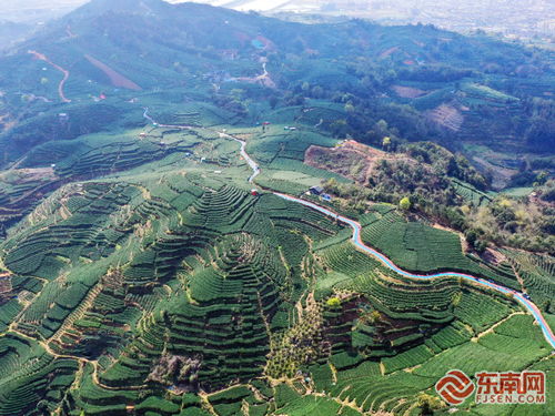 從茶 葉 到茶 業(yè) 探尋點頭鎮(zhèn)白茶產(chǎn)業(yè)的致富經(jīng)