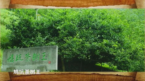 喝淳安鳩坑茶,在美麗千島湖茶園,感受綠色食品鮮爽