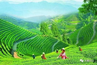 興山借鑒竹溪經(jīng)驗 推進美麗鄉(xiāng)村建設(shè)