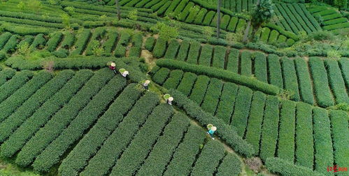 春茶飄香蓉城時 成都蒲江縣十萬畝春茶喜迎開采
