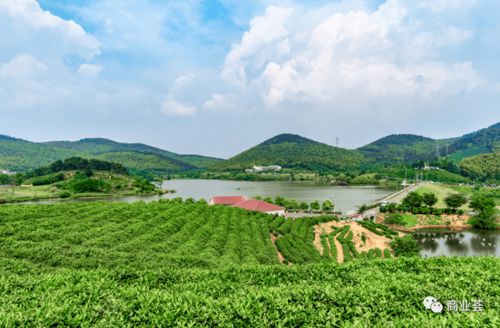 江寧新添一處精品高端文旅小鎮(zhèn) 雁蕩山茶苑