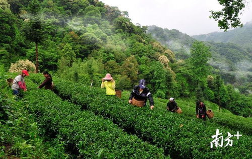 相約韶關(guān)雁蕩山茶苑，共慶首屆中國(guó)農(nóng)民豐收節(jié)——品特色農(nóng)產(chǎn)品，賞民俗活動(dòng)