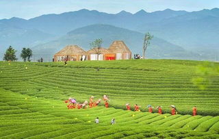 雁蕩山茶苑獲國(guó)務(wù)院點(diǎn)贊，麗水生態(tài)經(jīng)濟(jì)再添新名片