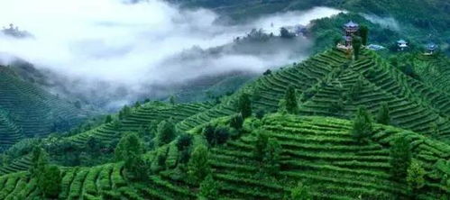 茶旅世界 最美茶園丨廣西凌云浪伏小鎮(zhèn)有機茶園 雁蕩山茶苑